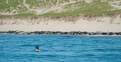 Sable Island Seals Sable Island Seals