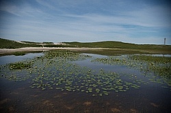 The Fresh Water Ponds of Sable Island