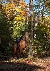 Trail Riding General Fall