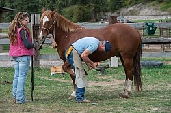 Farrier at Work