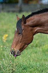 Horse Eating Thistle