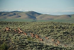Quarter Horse Herd