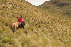 Rodrigo leads Bayou in the High Andes leaving Angels farm
