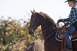 American Saddlebred Ridden Western