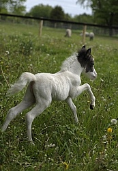 Miniature Horse Foals