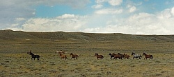 Wild horses in Wyoming