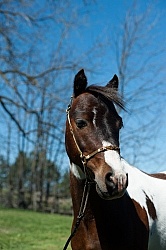 Miniature Horse Stallion Portrait
