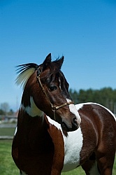 Miniature Horse Stallion Portrait