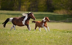Miniature Horse Mare and Foal Free Running
