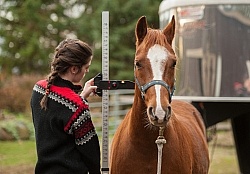 Measuring Height of a Pony