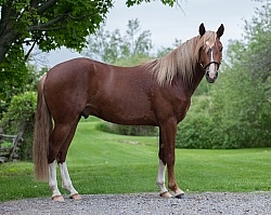 Peruvian Horse Conformation Beaconhurst Stables