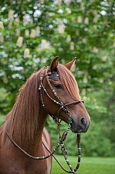 Peruvuan Horse Portrait Beaconhurst Stables