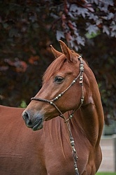 Peruvian Horse Portrait Beaconhurst Stables