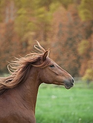 Peruvian Horse Free Running Beaconhurst Stables