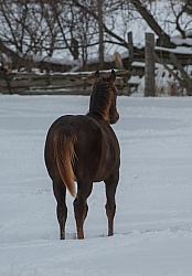 Quarter Horse Filly in Winter