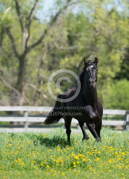 Rocky Mountain Stallion Free Running, Bonnie View Farms Jedi Kni