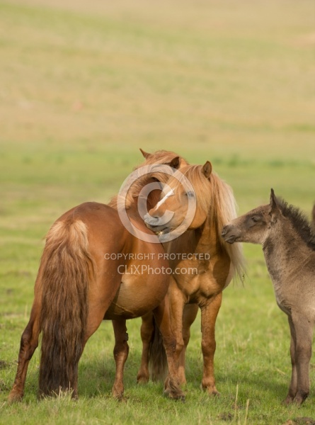 Mongolian Horse Family 