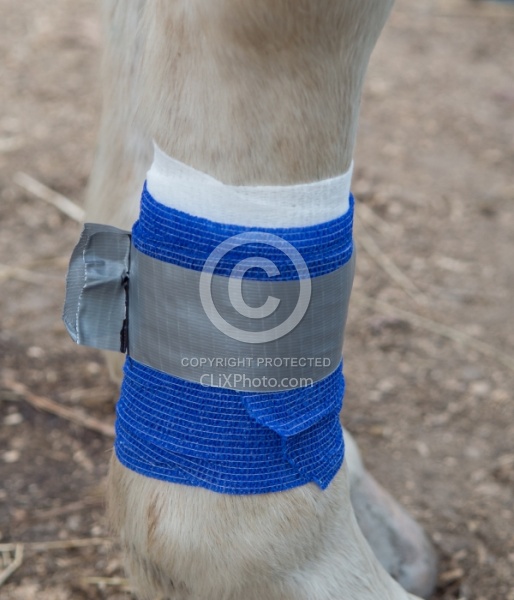 Leg Bandage, Marked to Check for Swelling