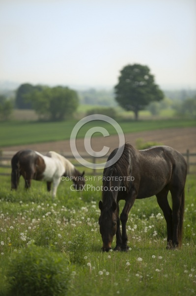 Horses Out on Pasture