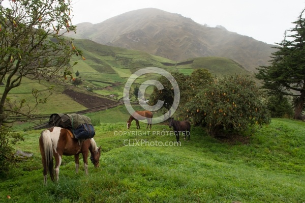Morning at Angels farm in the high Andes, Ecuador