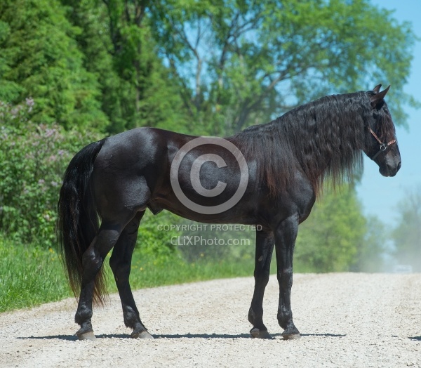 Rocky Mountain Horse Stallion Conformation, Bonnie View farms Jedi Knight