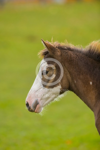 Foal Portrait