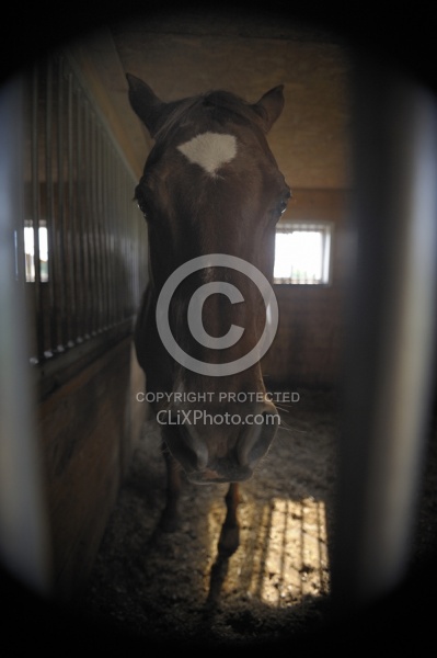 Sick Horse in Stall