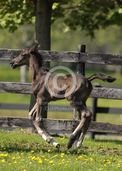 Hanoverian Foal