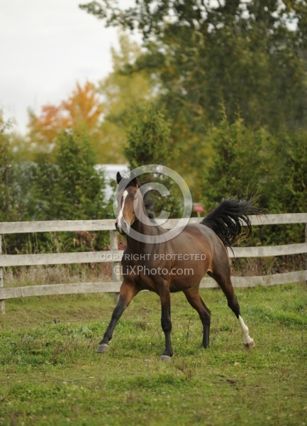 Young Warmblood Free Running in Fall