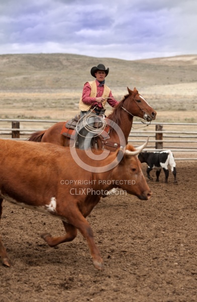 Working Ranch Horse Working Cattle