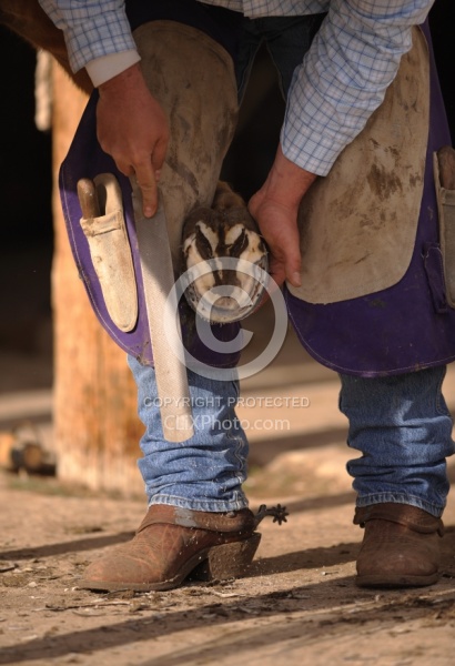 Farrier trimming foot